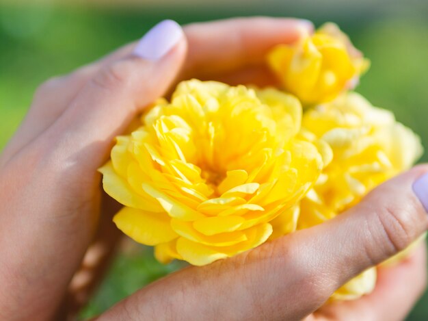 美しい黄色のバラを保持している手