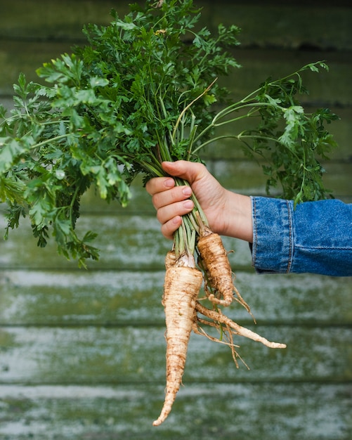 Hands holding bunch of yummy parsnip