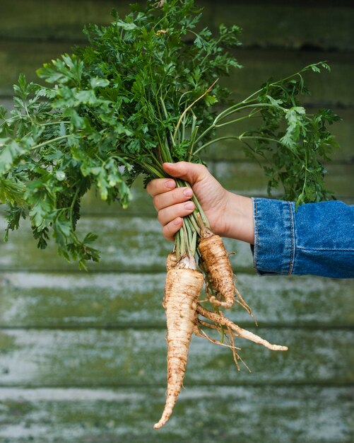 Hands holding bunch of yummy parsnip