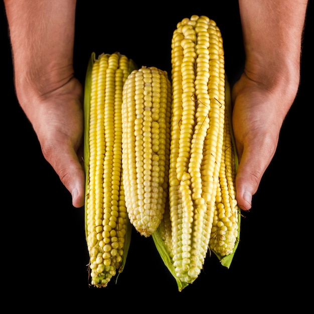 Hands holding corn stack front view