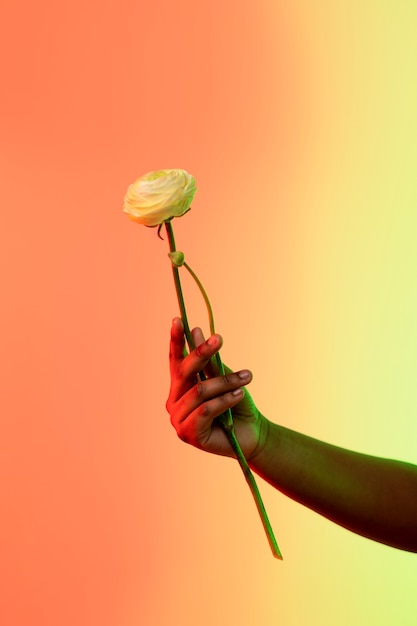Бесплатное фото Руки держат цветок на градиентном фоне