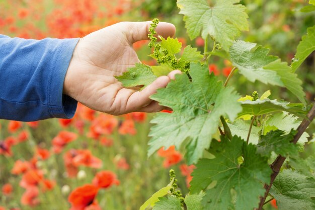 Hands holding grape leaf.