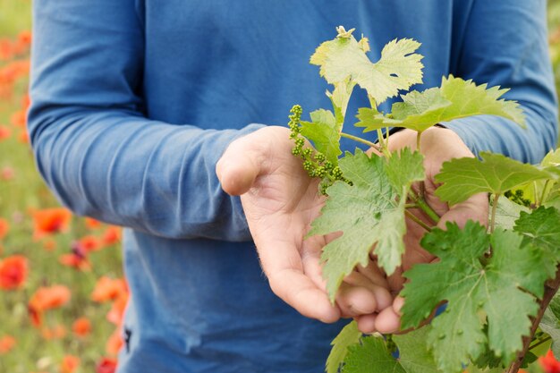 Hands holding grape leaf.