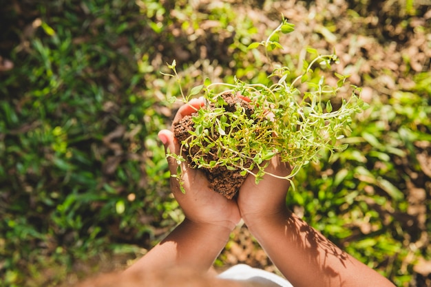 Hands holding grass