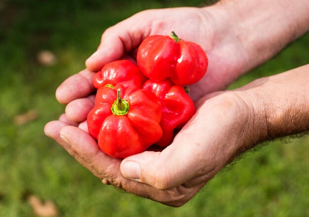 農場からhabaneroの有機農産物を手にした手