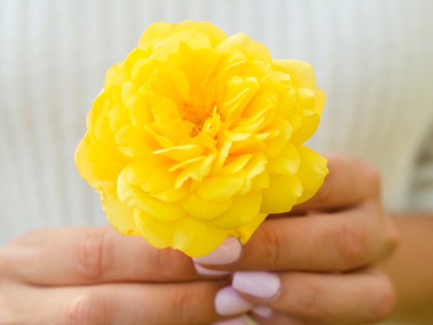 Руки держат прекрасную желтую розу