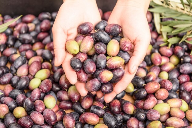 Hands holding olives, pile of olives background. Harvest season.