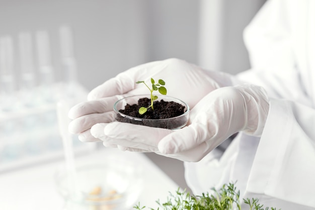 Hands holding plant in petri dish