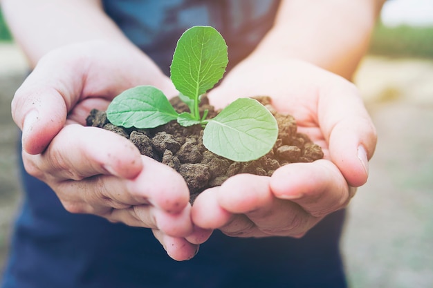 Hands holding a small green plant growing in brown healthy soil with warm light 