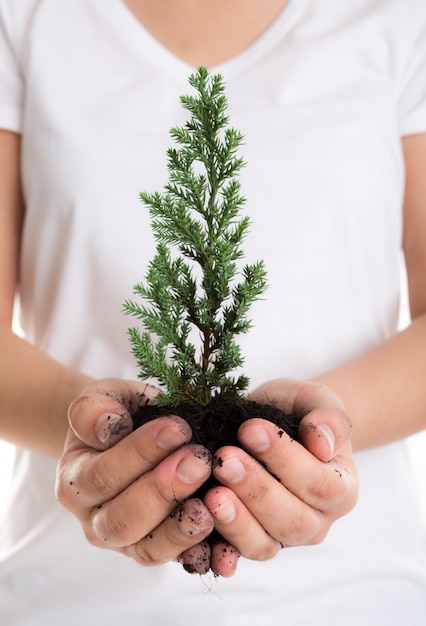Hands holding a small pine