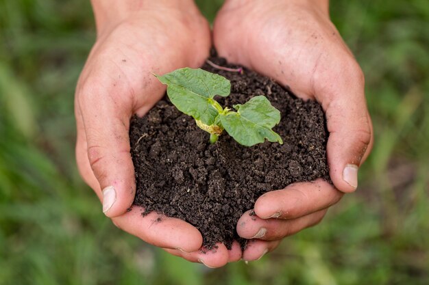 Hands holding soil with organic plant