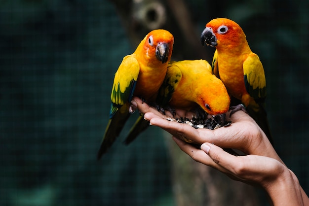 Hands holding wild birds in a zoo