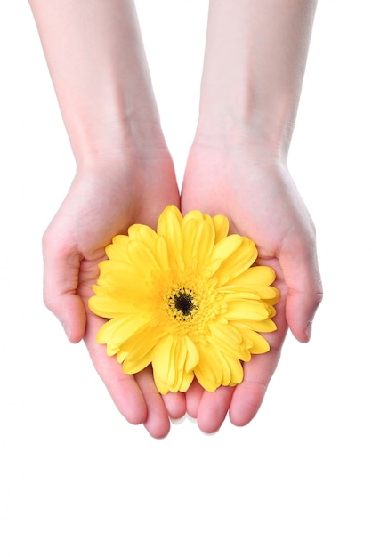 Руки держат желтый цветок