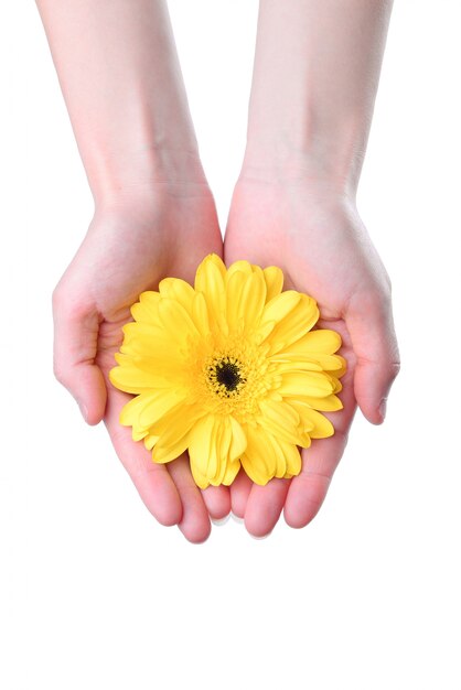 Hands holding a yellow flower