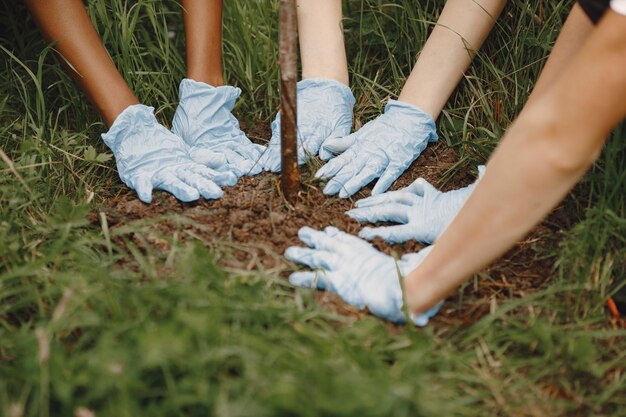 Hands plant a young green sprout of a tree. Three volunteers.