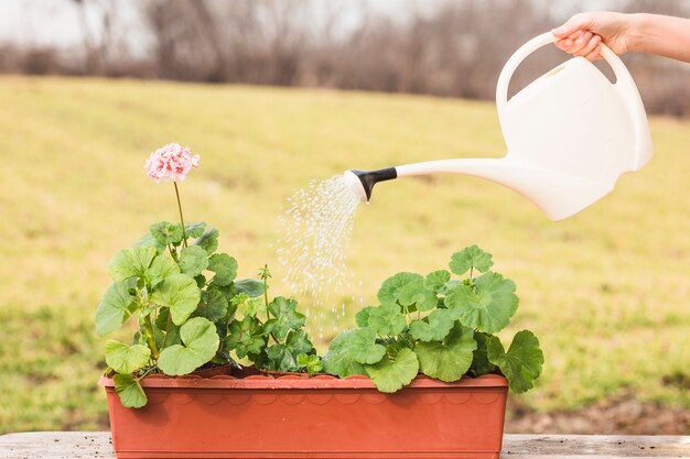 Hands planting