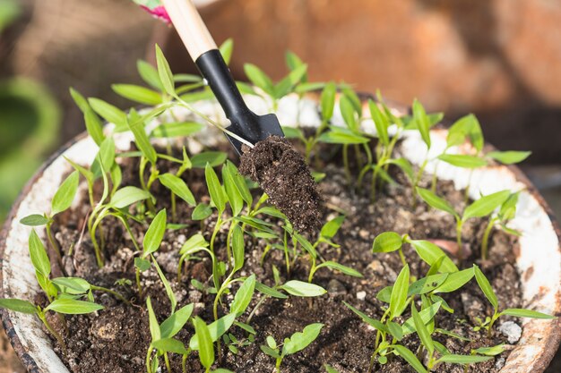 Hands planting