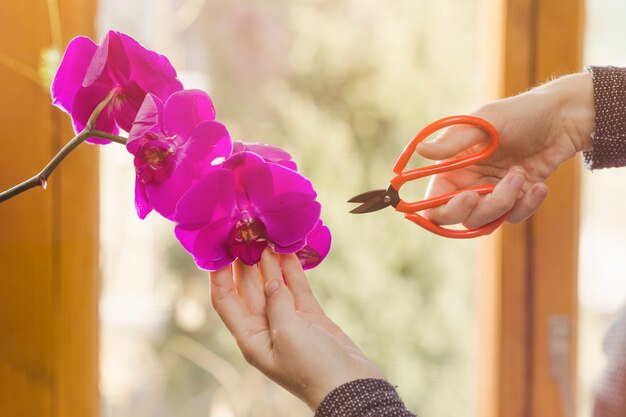 Hands planting