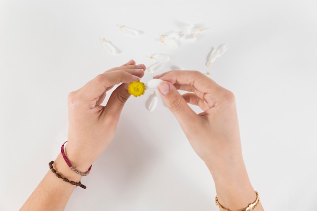 Hands playing with daisy petals