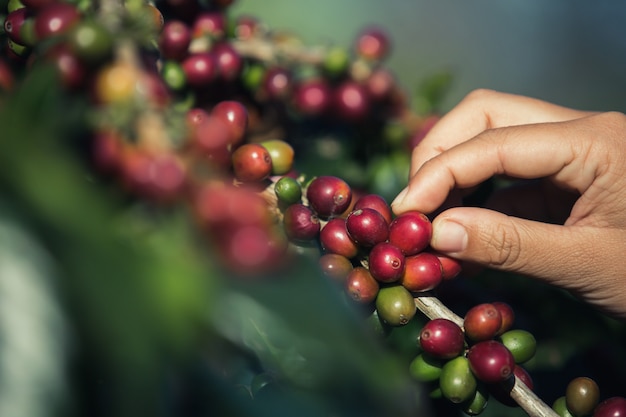 コーヒーの木からコーヒー豆を選んでいる手
