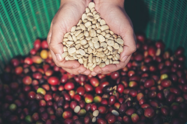 In the hands that carry coffee beans