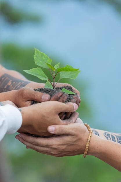 Hands of trees growing seedlings.