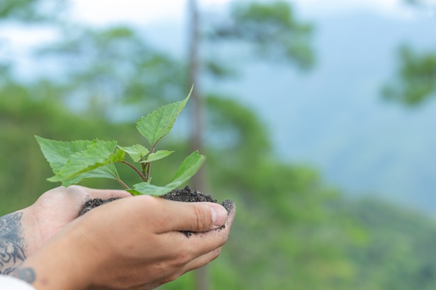 Foto gratuita mani di alberi che crescono piantine.