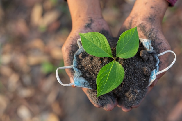 Hands of trees growing seedlings.