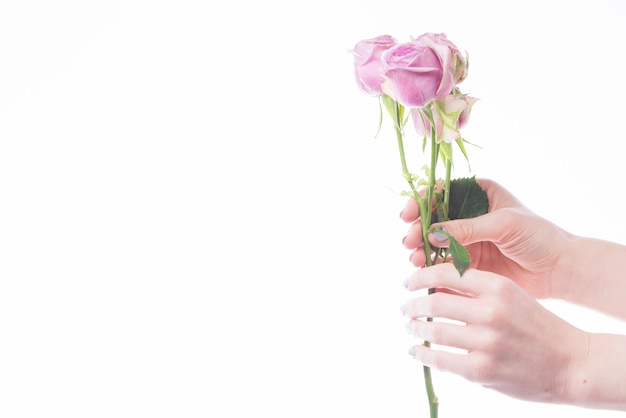 Free photo hands with beautiful roses