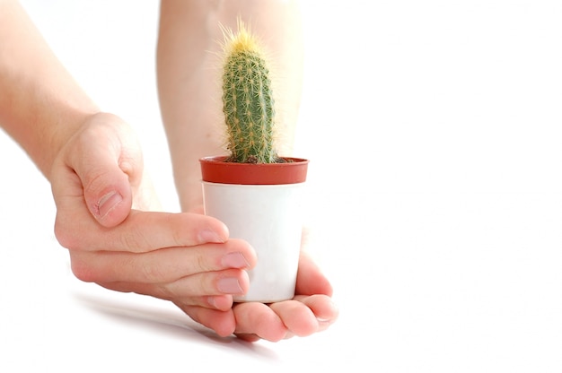 Foto gratuita mani con un cactus in una pentola