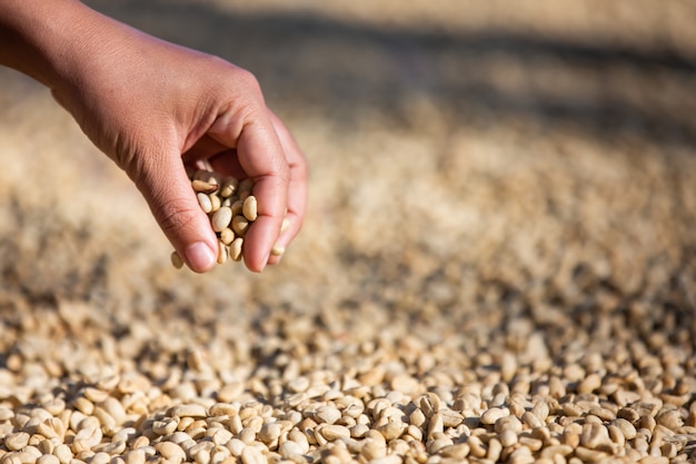 Hands with coffee beans on coffee beans that are dried