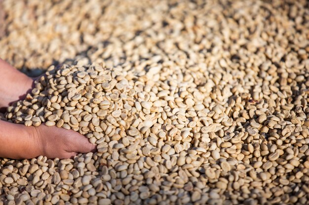 Hands with coffee beans on coffee beans that are dried