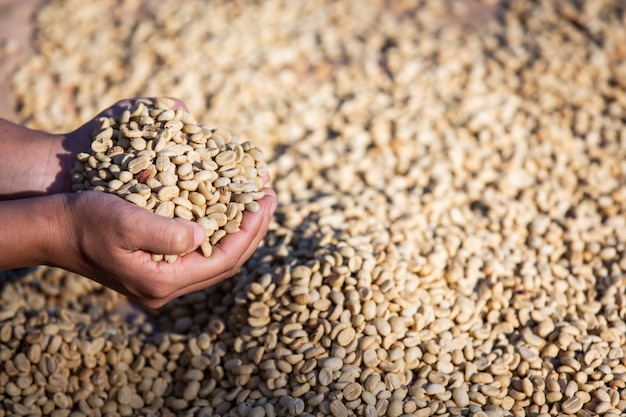 Hands with coffee beans on coffee beans that are dried