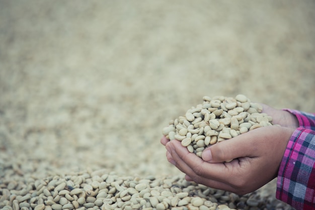 乾燥されているコーヒー豆の上のコーヒー豆と手