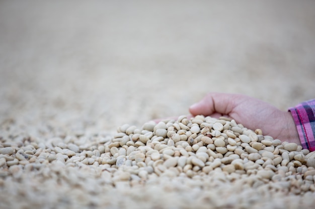 Hands with coffee beans on coffee beans that are dried