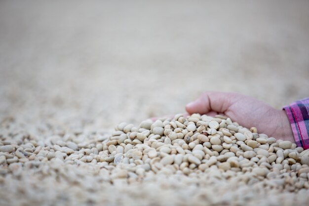 Руки с кофейными зернами на кофейных зернах, которые сушат