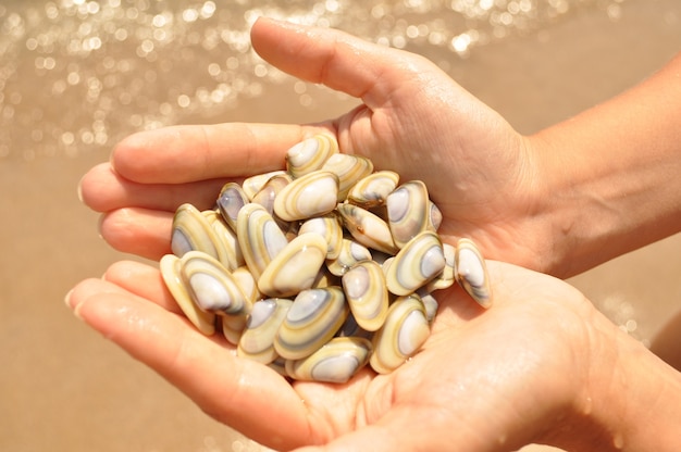 Frutti di mare e la mano