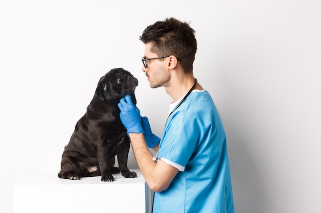 흰색 배경 위에 서 있는 수의사 클리닉에서 귀여운 검은 퍼그 개를 검사하는 잘생긴 수의사