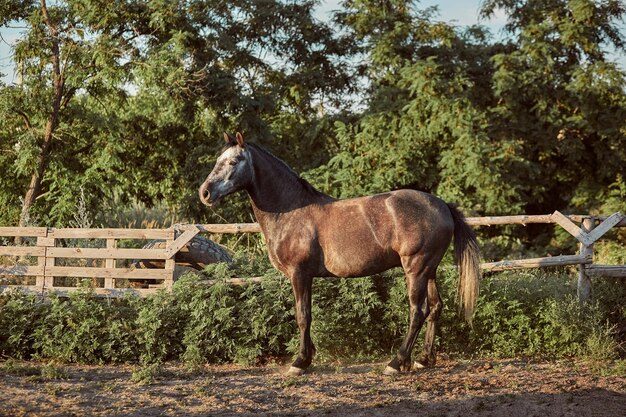 Handsome horse in the paddock. Farm. Ranch. Horse beautiful and smart pet