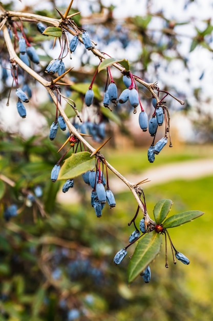 Free photo hanging blue berries.