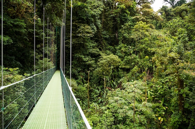 Hanging bridges in green rainforest at costa rica