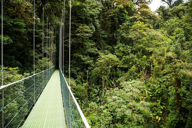 コスタリカの緑の熱帯雨林の吊り橋