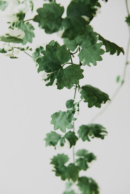 ライトグレーの背景にぶら下がっているツタの植物