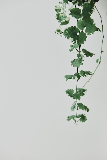 Hanging ivy plant on light gray background