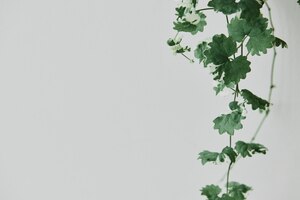 Free photo hanging ivy plant on light gray background