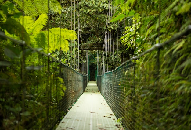 Hanging suspension bridge in tropical rainforest