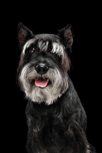 행복. 미니어처 슈나우저 강아지 또는 애완 동물 포즈 검은 벽에 고립의 귀여운 달콤한 강아지. 모션, 애완 동물 사랑, 동물 생활의 개념. 행복하고 재미있어 보인다. 광고 Copyspace입니다. 놀기, 달리기.