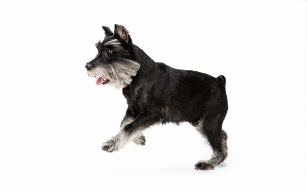 Happiness. Cute sweet puppy of Miniature Schnauzer dog or pet posing isolated on white wall. Concept of motion, pets love, animal life. Looks happy, funny. Copyspace for ad. Playing, running.