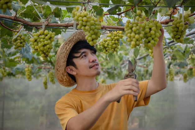 Happy Asian farmer harvesting fresh sweet organic grape fruit in greenhouse