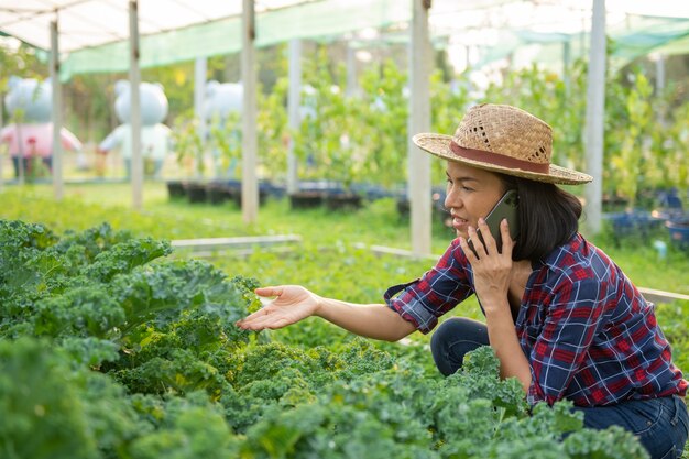 행복 한 아시아 여자 농부 수확 및 신선한 양배추 상추 식물, 보육 농장의 정원에서 유기농 야채를 확인합니다. 비즈니스 및 농장 시장 개념. 휴대 전화를 사용하는 여성 농부.